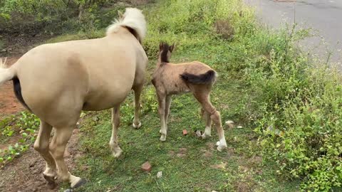 Horse Playing with Baby Horse