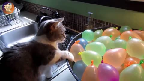 Funny cats and balloons