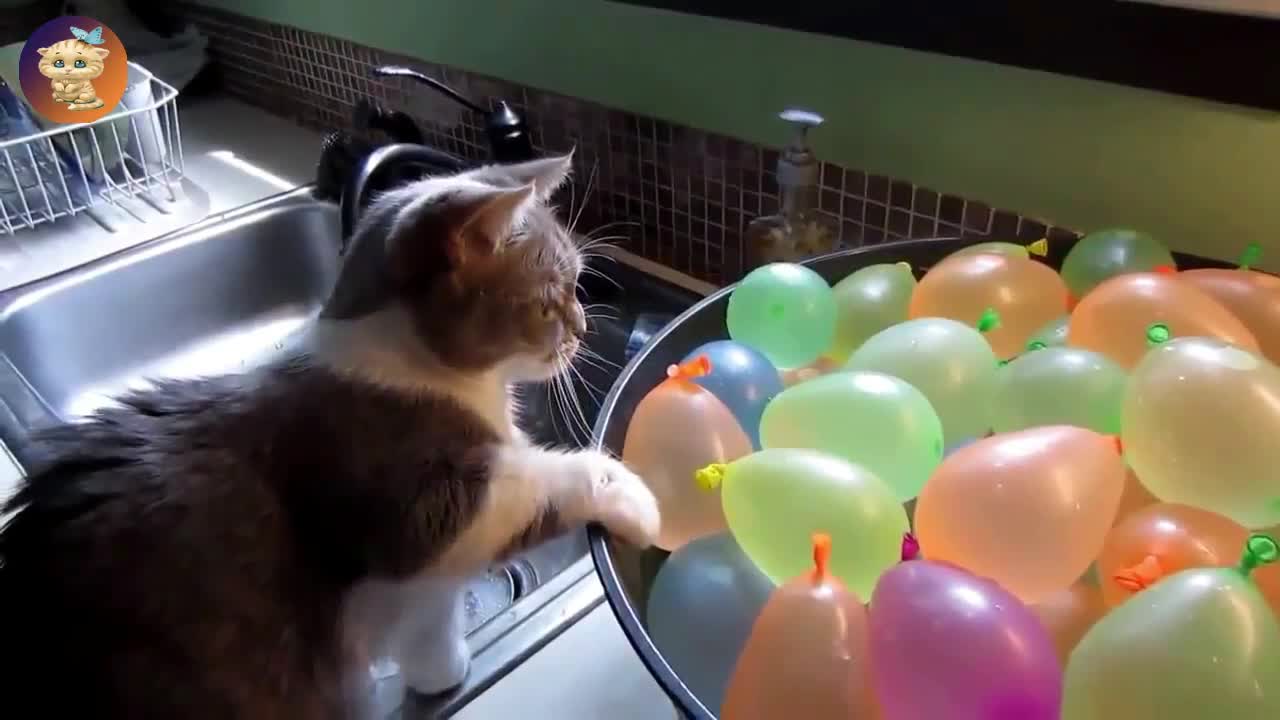 Funny cats and balloons