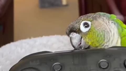 my parrot's english is good😍🥰😘......