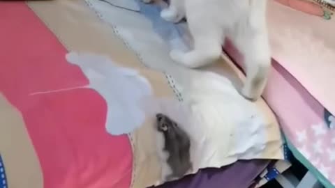 Like A Boss #shorts #viral #shortsvideo #video