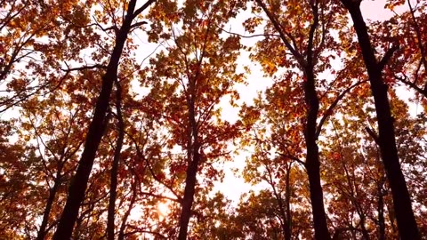 Autumn Leaves 4K