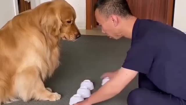 Dog playing shuffle game