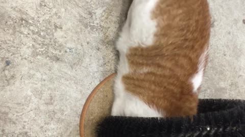 He Likes the Arch