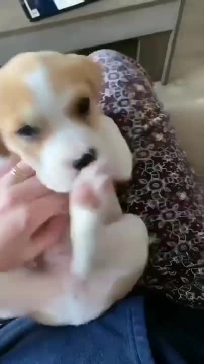 Funniest Animals - Best Of The 2022 Funny Animal Videos #28