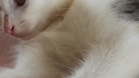 Cute Kitten funny video