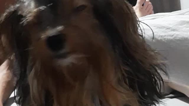 dog playing with water
