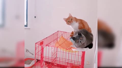 Baby Cat Cute Video