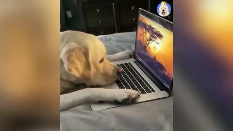 Funniest Dogs Videos - Best Funny Animal Videos 2022