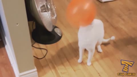 Most UNBELIEVABLE and FUNNY animal MOMENTS caught in camera