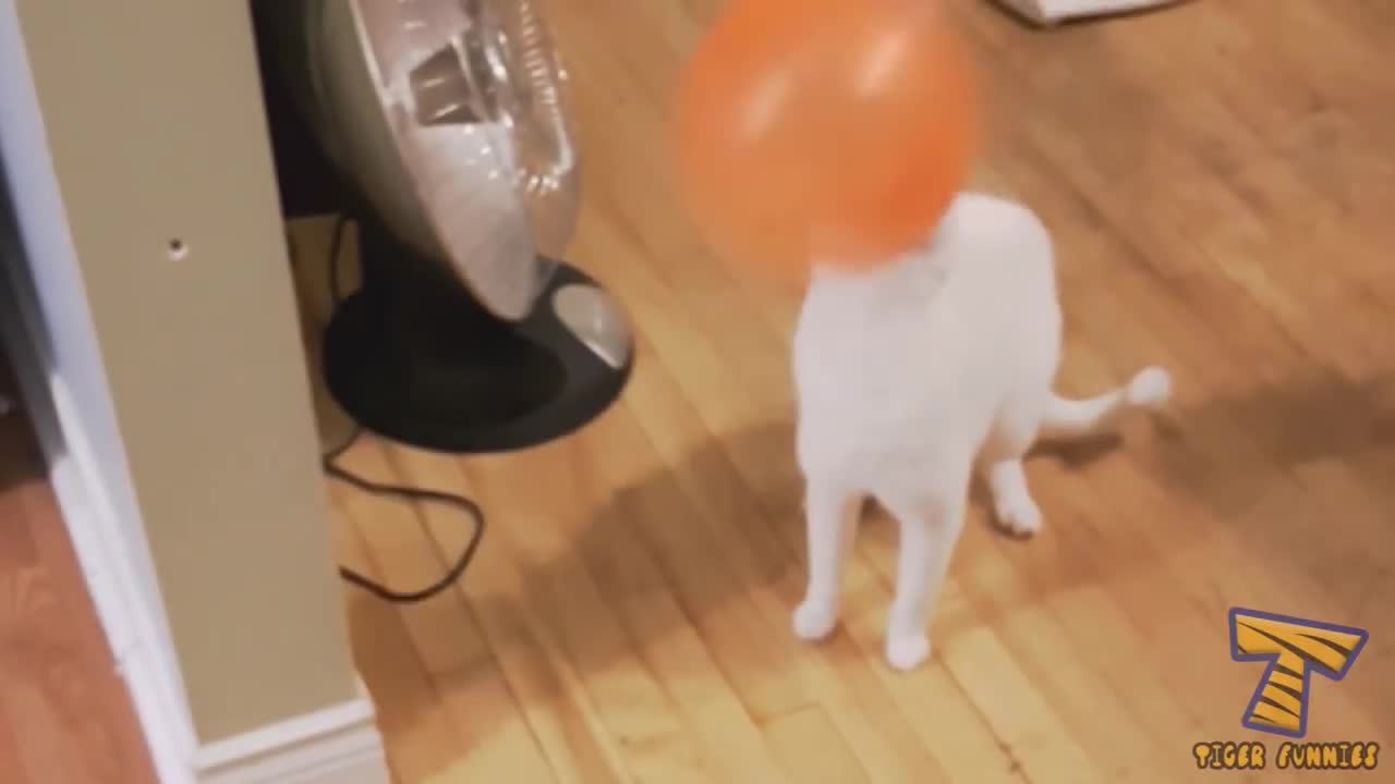 Most UNBELIEVABLE and FUNNY animal MOMENTS caught in camera