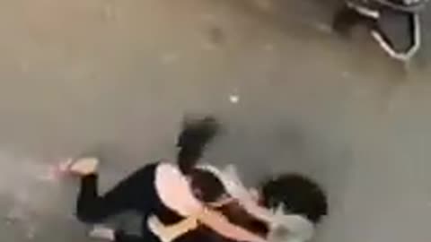 Cat Fight