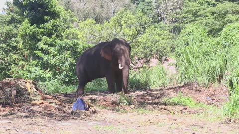 Elephant in natural surroundings near the Temple of the Tooth in Kandy