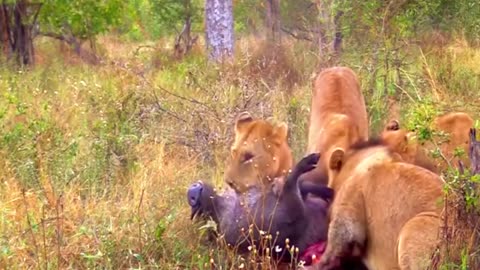 Lions tearing up wild boar