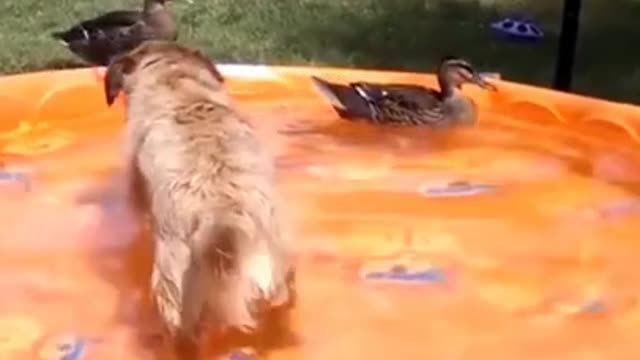 Best Funny and Cute Dog Videos 2020 - Funny Animal Video Compilation 2020