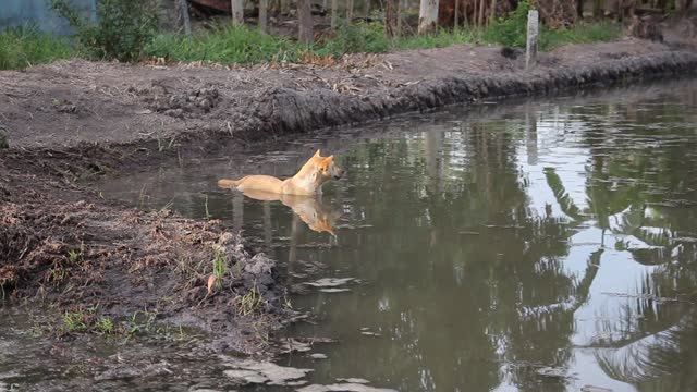 hungry dog swimming catch fish