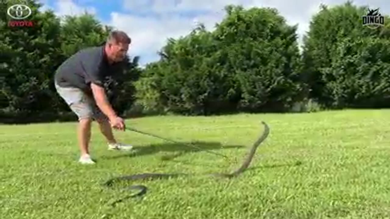 Black mumba loses it's mind