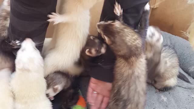 16 Loving Ferrets