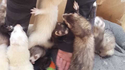 16 Loving Ferrets