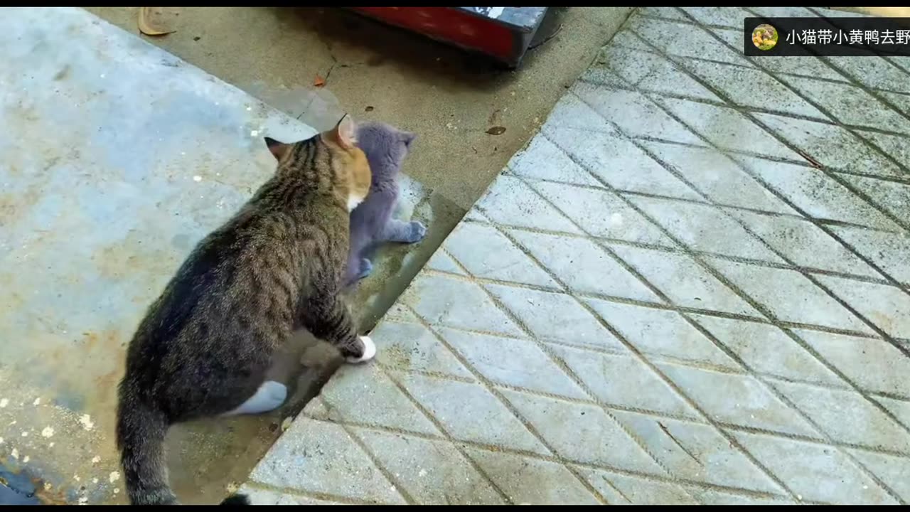 How pitiful! 1 month-old kitten was forcibly matted by a 5 year old cat