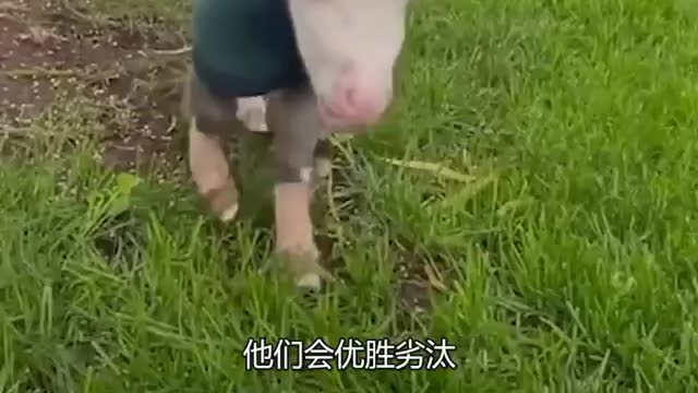 pony baby