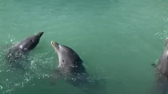 fireworks#dolphinencounter