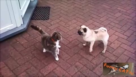 Amazing pets meeting each other