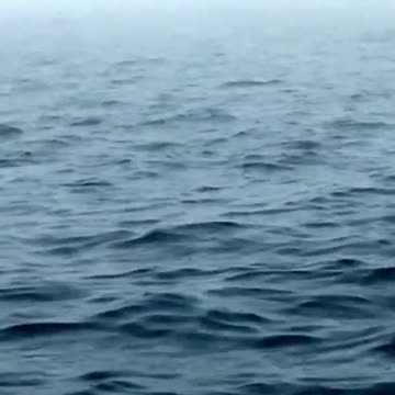 A whale jumped in front of our cruise ship