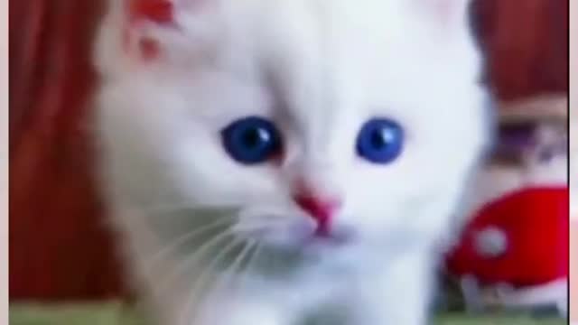 Funny &Cute cat Video Compilation Mr Cute Cats#shorts