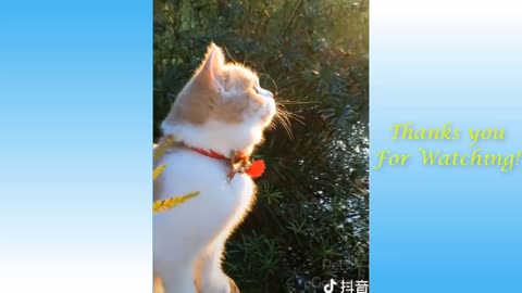 Cute Pets And Crazy Animals Compilation #1