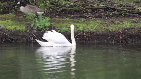 SWANS AND DUCKS / ЛЕБЕДИ И ПАТИЦИ