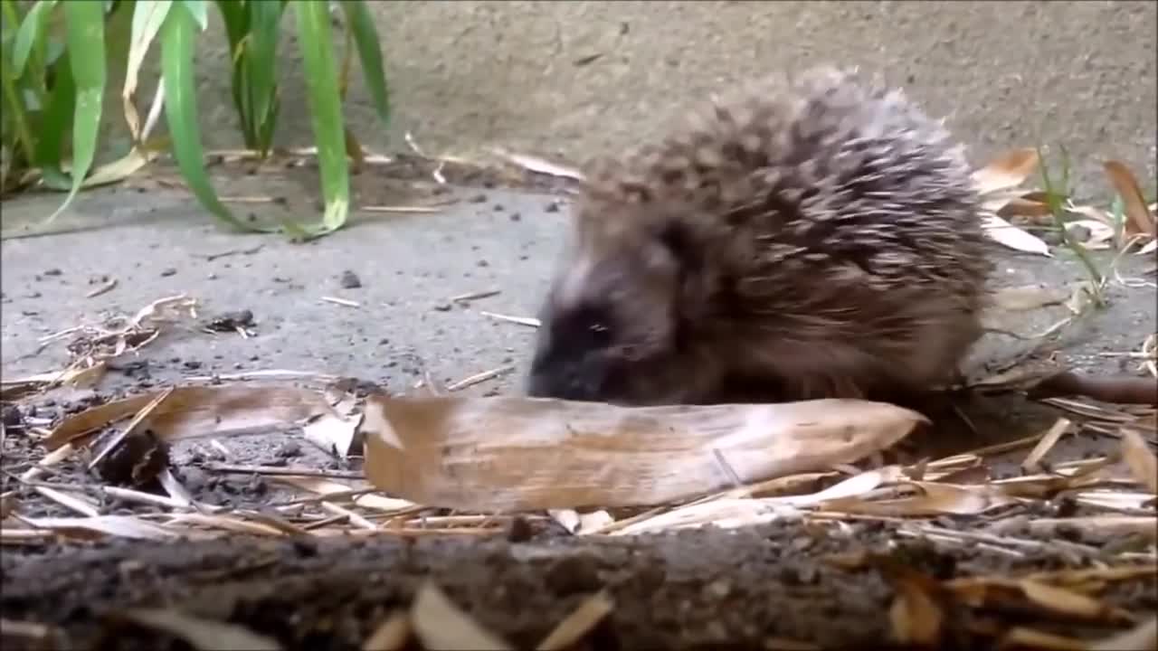 Cute Hedgehog Video