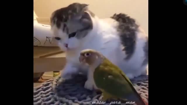 Feisty parrot plays with cat