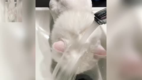 Cats washing their hair