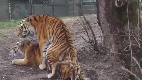 Tigers are incredible romantic