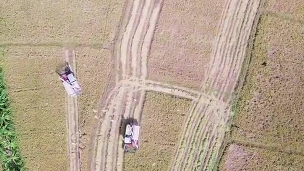 Harvesting Season in Polonnaruwa 🌾🚜 | A Tribute to Sri Lanka’s Farmers