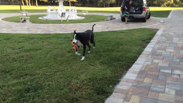 Gran Danés ayuda con las compras, lleva las galletas para perro adentro