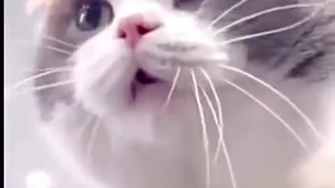 funny cats