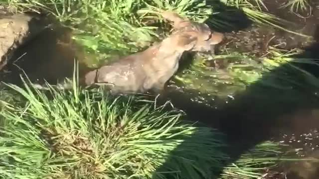 Coyote Pup Saved from Flooding Culvert