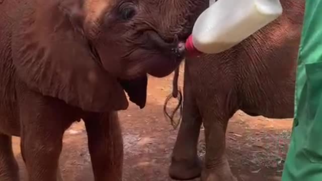 Baby Elephant Tries to Hold His Own Milk Bottle