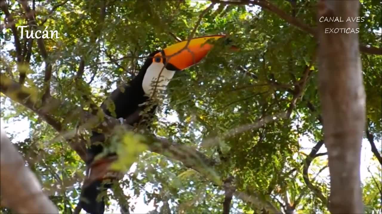 Las aves más hermosa del mundo