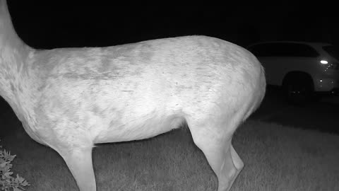 Whitetail deer in my Cypress (Houston) neighborhood - August 13, 2023 0242