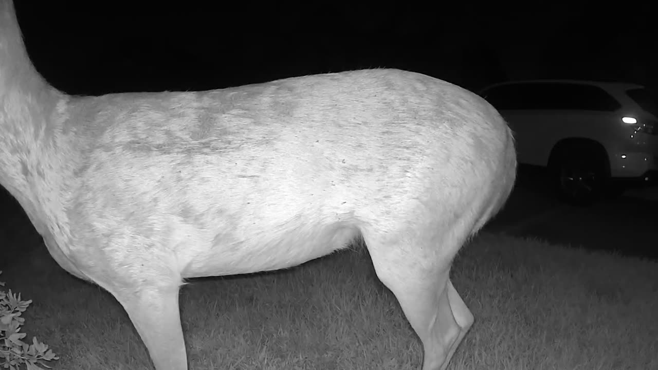 Whitetail deer in my Cypress (Houston) neighborhood - August 13, 2023 0242