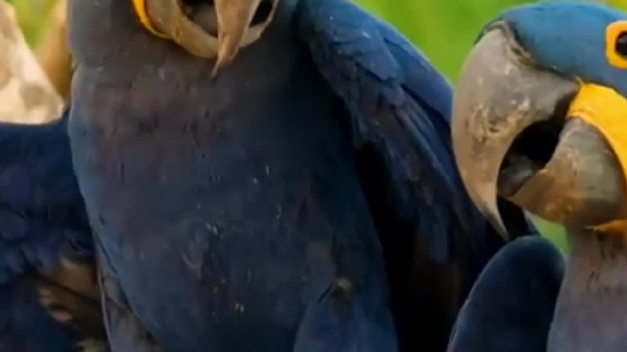 Birds in nature