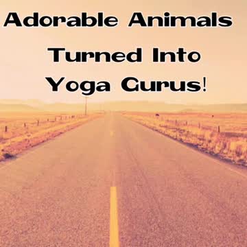 Adorable Animals Turned Into Yoga Gurus