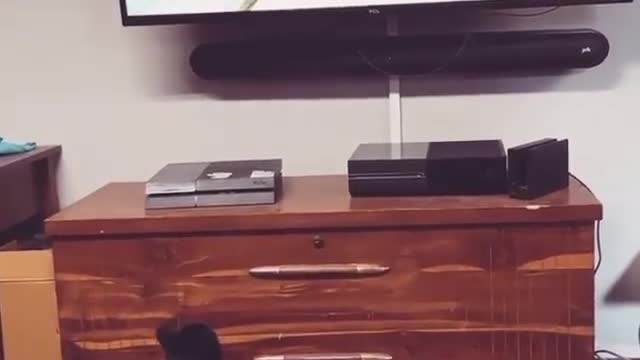 Hungry Black cat want to eat that television bird 🐦