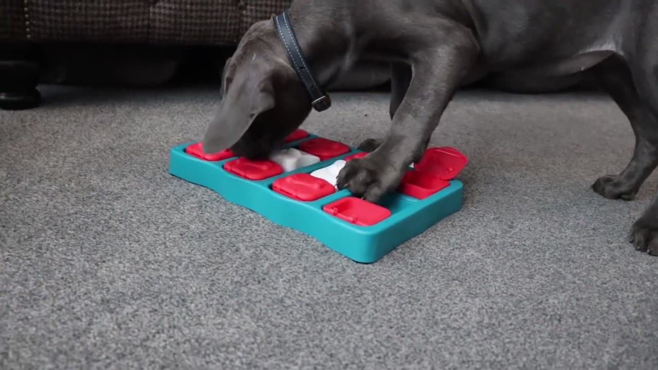 CANE CORSO PUPPY IS A GENIUS! The Best Mental Stimulation For Intelligent Dogs!