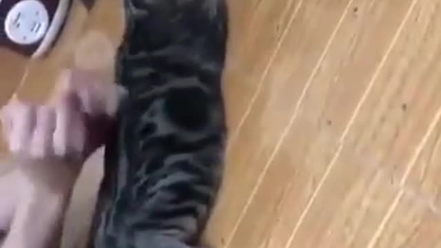 My cat's reaction whiles massaging her ฅ^•ﻌ•^ฅ