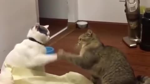 Funny cat video 😹😹