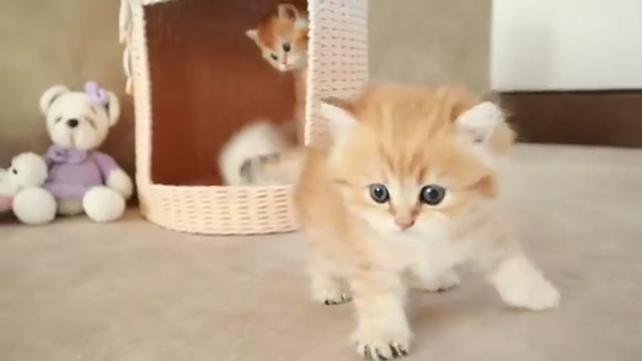 Mom Cat playing and talking to her Cute Meowing baby Kittens